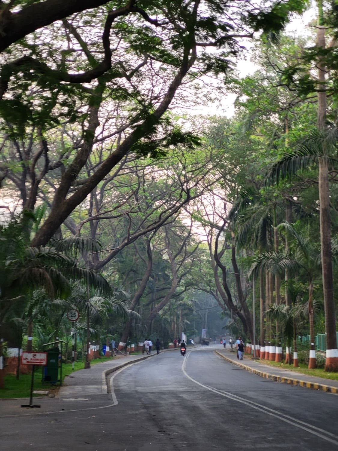 An empty tree-lined campus road in the early morning